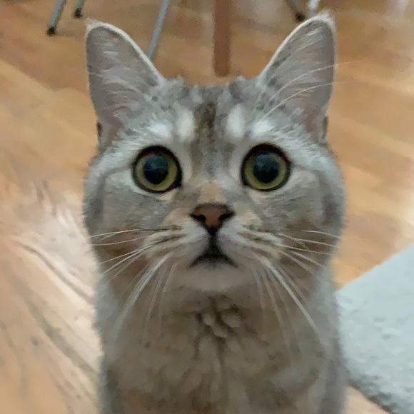 Meet your Posher, Sabrina - Picture 1 of 1